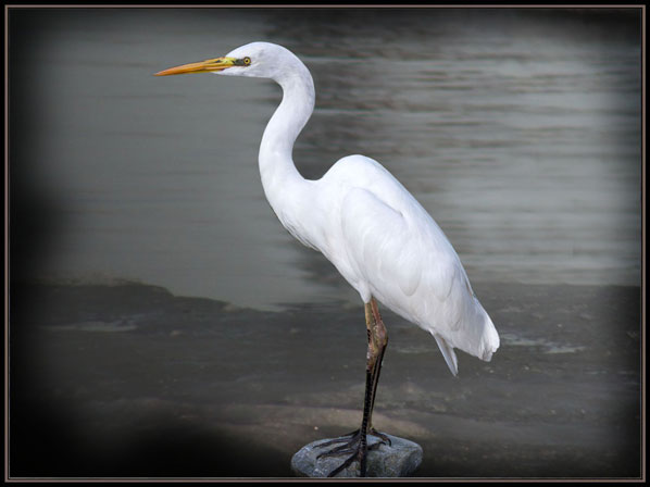 Airone bianco